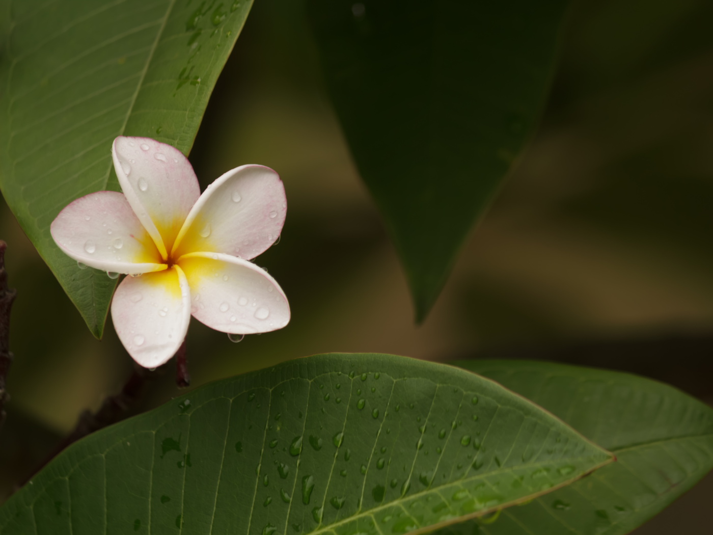 Breast screening for Pasifika women